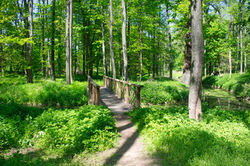 Wooden bridge crossing a stream in forrest. Veltrusy. Czech Republic.