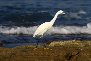 White heron on the shores of the Mediterranean Sea catches small fish.