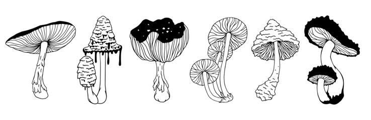 Collection of botanical sketches of forest mushrooms, various toadstools, fly agarics. Vector graphics.