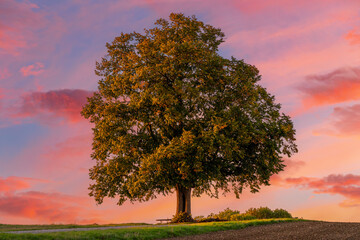 Naklejka na ściany i meble Single Tree against sunset sky on an autumn evening.