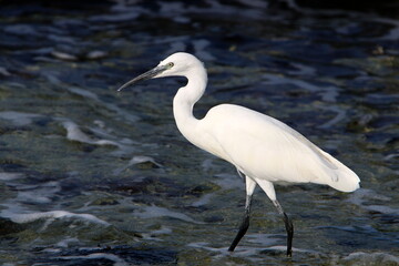 White heron on the shores of the Mediterranean Sea catches small fish.