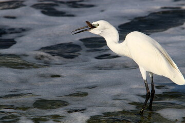 White heron on the shores of the Mediterranean Sea catches small fish.