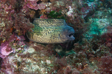 Common moray (Muraena helena) in Mediterranean Sea