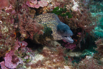 Common moray (Muraena helena) in Mediterranean Sea