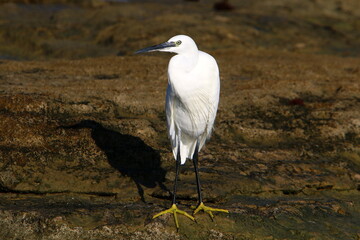 White heron on the shores of the Mediterranean Sea catches small fish.