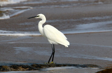 White heron on the shores of the Mediterranean Sea catches small fish.