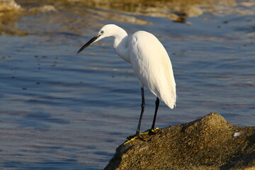 White heron on the shores of the Mediterranean Sea catches small fish.