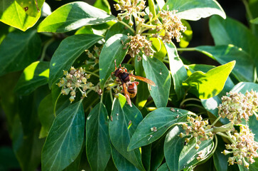 Fototapeta premium Wasp