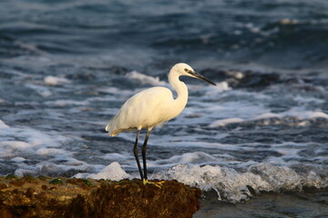 White heron on the shores of the Mediterranean Sea catches small fish.