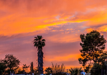 Colorful Sunset Palm Tree Sonora Desert Tucson Arizona