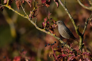 Black Redstart // Hausrotschwanz (Phoenicurus ochruros)