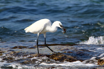 White heron on the shores of the Mediterranean Sea catches small fish.