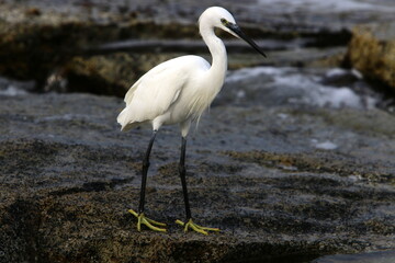 White heron on the shores of the Mediterranean Sea catches small fish.