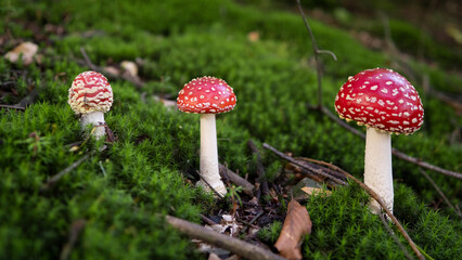 fly agaric mushrooms