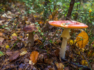 mushroom in the forest