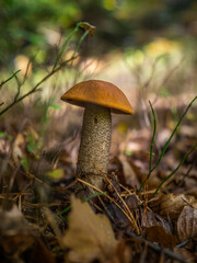 mushroom in the forest