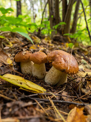 mushrooms in the forest