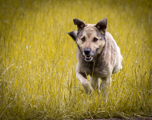 A dog running in the park.