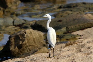 White heron on the shores of the Mediterranean Sea catches small fish.