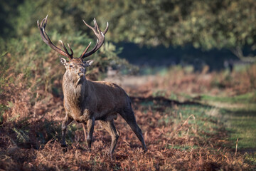 Stag on a mission to mate