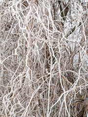branches of a tree in winter