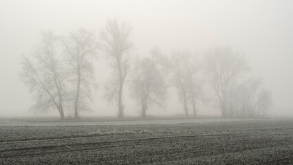 misty morning in the field