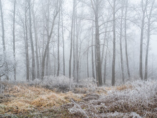 snow covered trees
