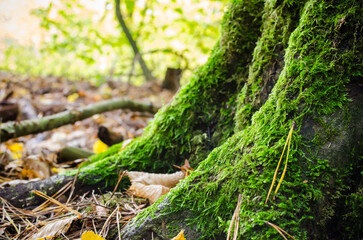 tree trunk covered with moss