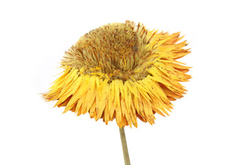 Naklejka premium Dried strawflower isolated on white background. Colorfull garden flower everlasting daisy Xerochrysum bracteatum.