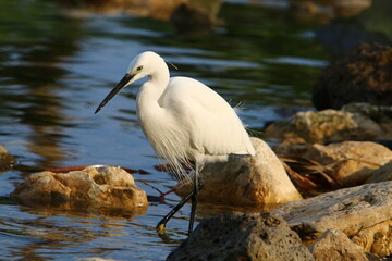White heron on the shores of the Mediterranean Sea catches small fish.