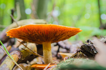 Autumn mushrooms growing in the forest