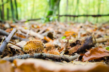 chestnut shell in forest litter