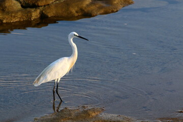White heron on the shores of the Mediterranean Sea catches small fish.