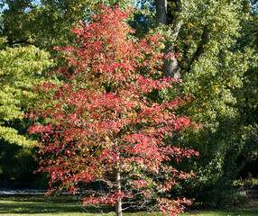 Nyssa Sylvatica | Black Tupelo or sour gum with straight trunk, flaky greyish bark with extending branches and reddish-brown twigs covered of fall colored foliage