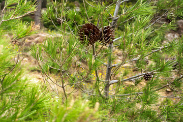 Pine cones on a branch in the forest