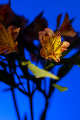Orange lilies on a blue background