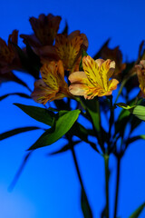 Orange lilies on a blue background