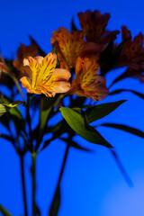 Orange lilies on a blue background