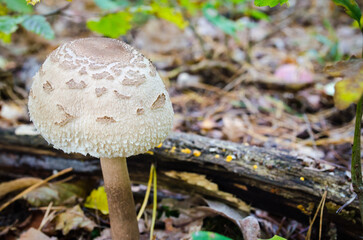 Autumn mushrooms growing in the forest