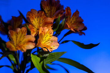 Orange lilies on a blue background