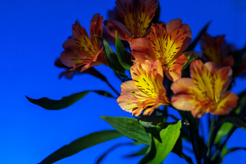 Orange lilies on a blue background