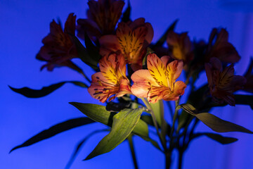Orange lilies on a blue background