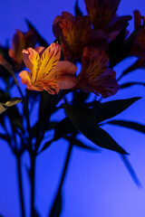 Orange lilies on a blue background