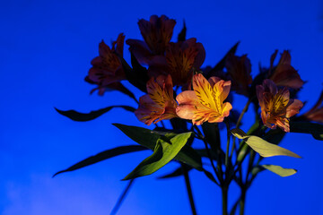Alstermeria, a beautiful orange flower on a blue background.