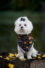 halloween dog maltese sits on a stump