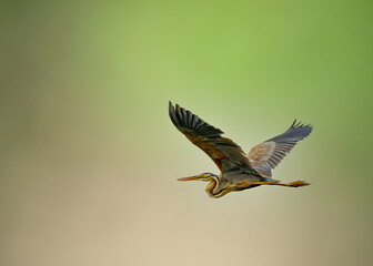 A Purple Heron flying in sky
