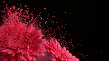 Slow motion of beautiful pink gerbera flowers with colored powder flying, close-up - Powered by Adobe
