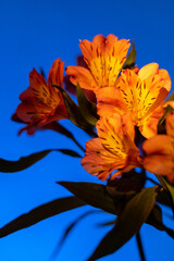 Orange lilies on a blue background