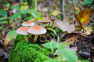 Autumn mushrooms growing in the forest