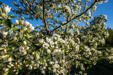 apple tree in blossom in orchard